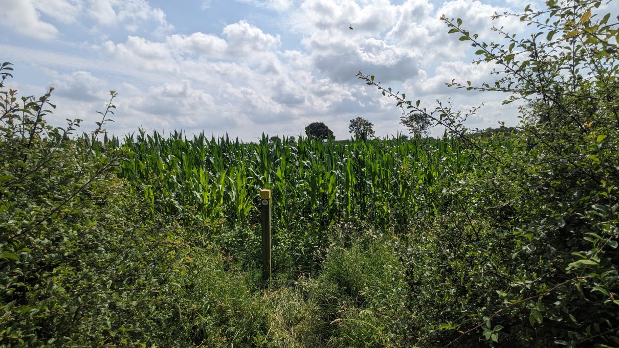path_through_Maize field