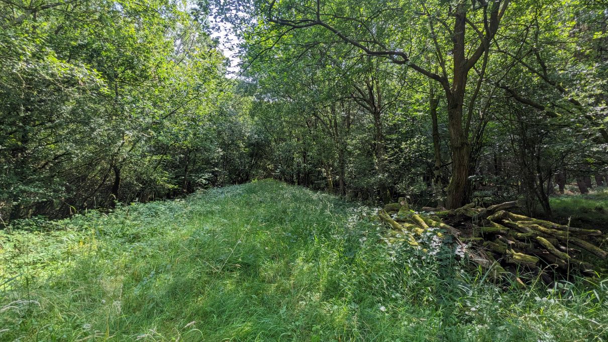 path_through_Whitfield_Wood