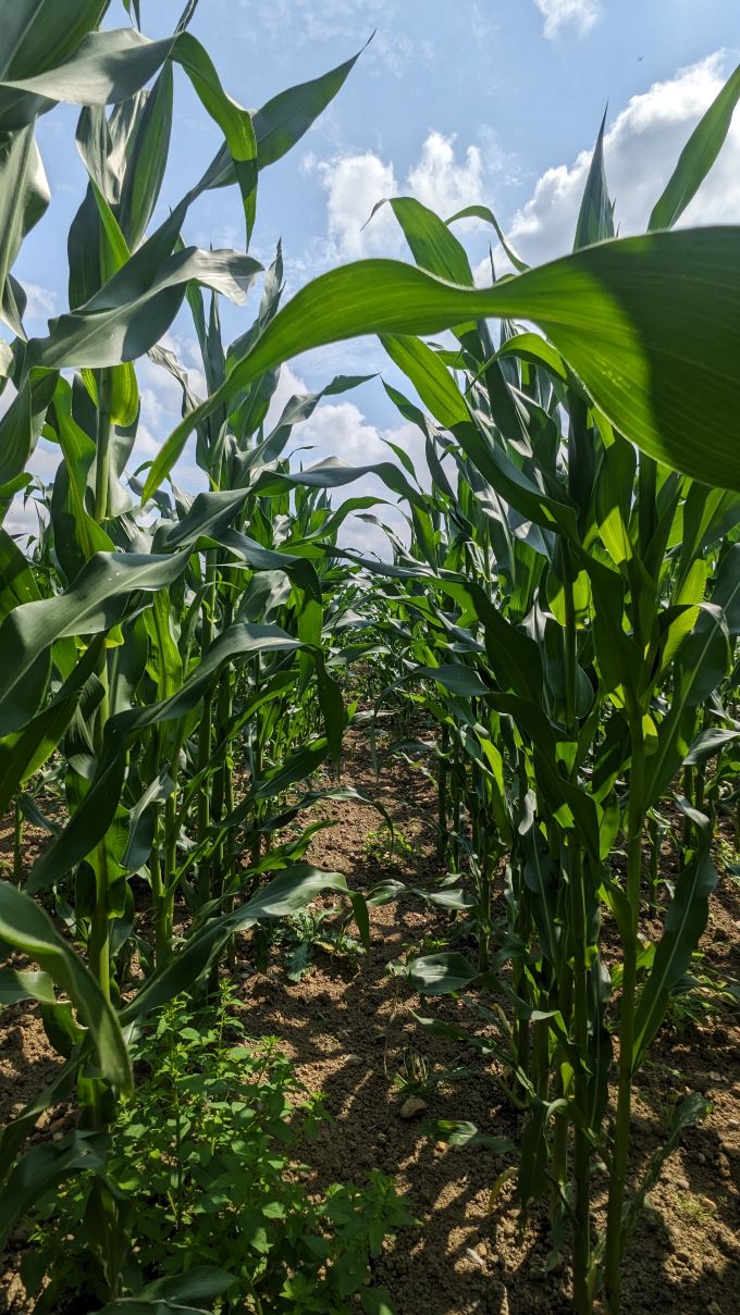 path_through_Maize field